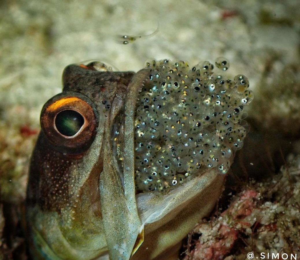 K2 Lembeh Dive Resort Bitung Eksteriør billede