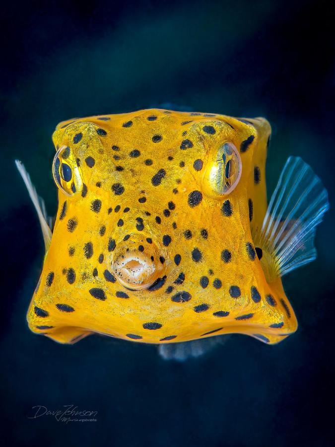 K2 Lembeh Dive Resort Bitung Eksteriør billede