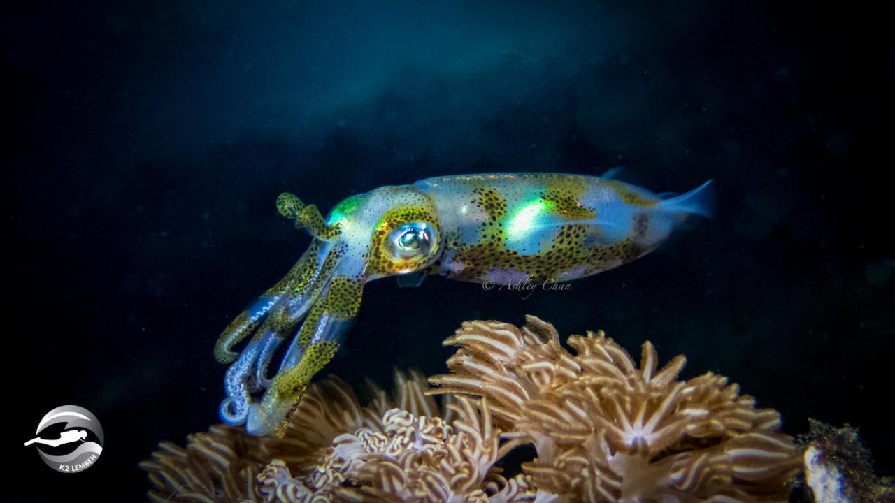 K2 Lembeh Dive Resort Bitung Eksteriør billede