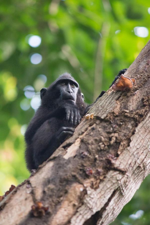 K2 Lembeh Dive Resort Bitung Eksteriør billede